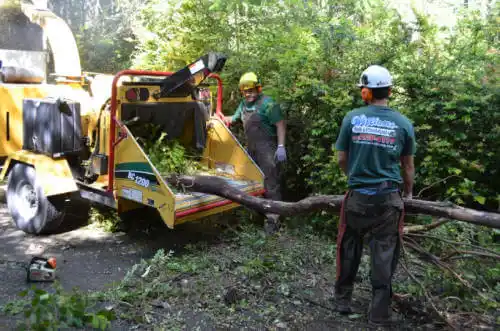 tree services Rodney Village